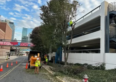 Professional Tree Trimming