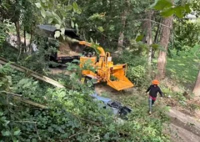 Tree Removal Company